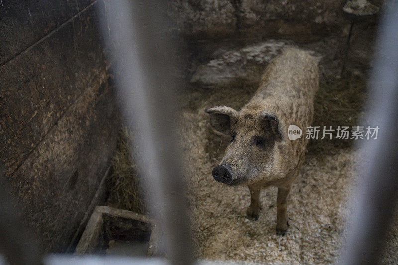 野猪站在马厩里