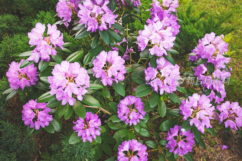 美丽的花园与鲜花杜鹃花