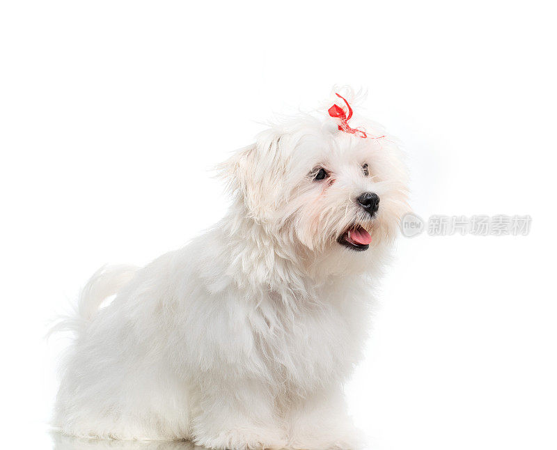 白色马耳他品种狗工作室肖像在白色的背景