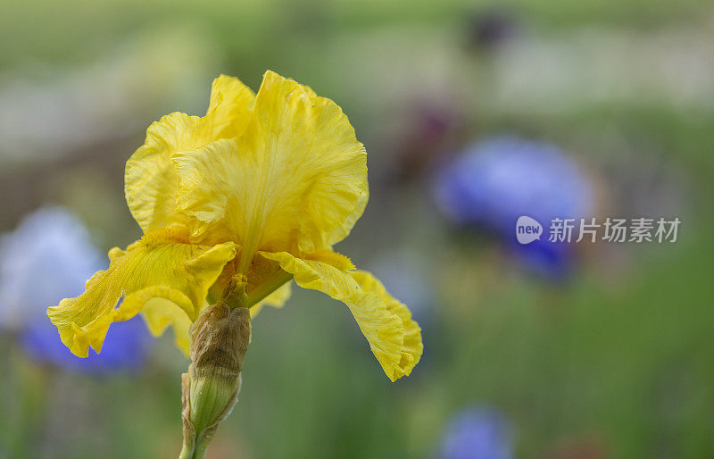 花园里的有髯鸢尾