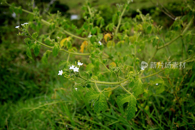 疲劳的植物