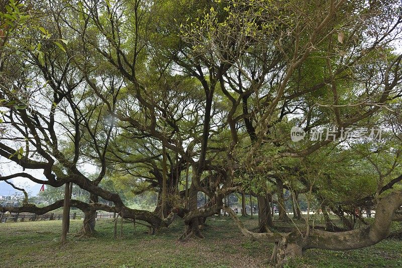 珍稀，巨大和古老的榕树