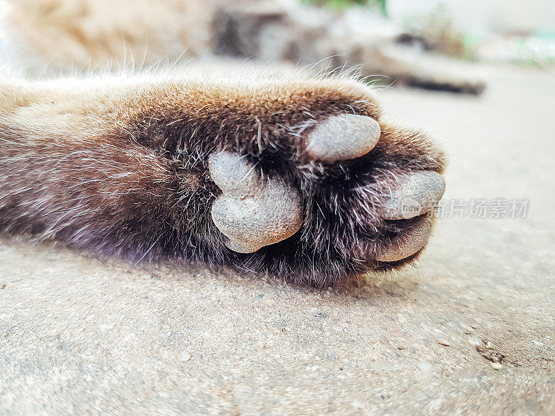 小猫爪子的特写