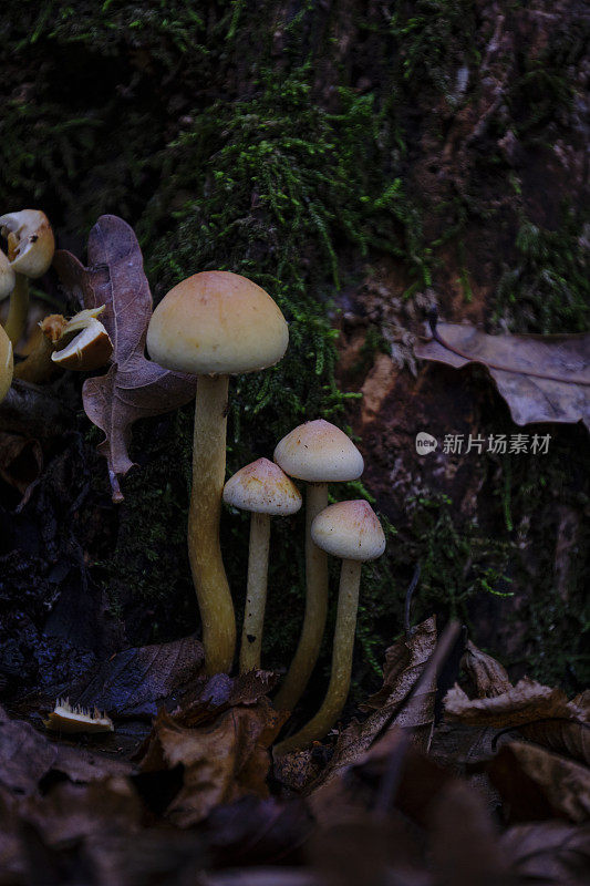 地上生长的蘑菇特写镜头