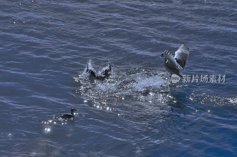 海鸥食物大战