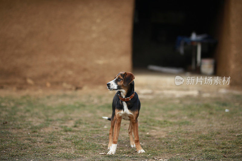 哈密尔顿猎犬