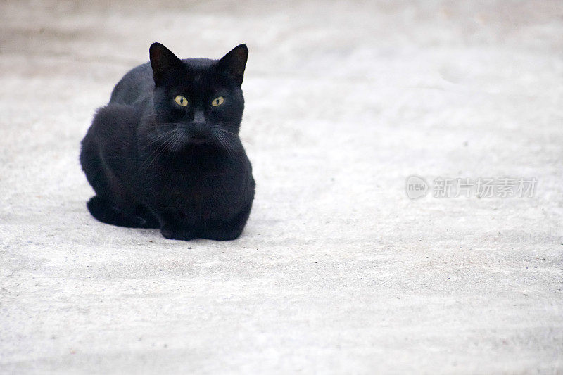 黑猫坐在