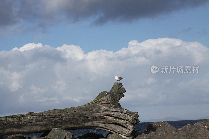 海滩上浮木上的海鸥