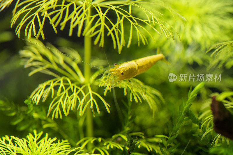 淡水水族缸内的黄色霓虹虾与绿色水族植物。库存图片