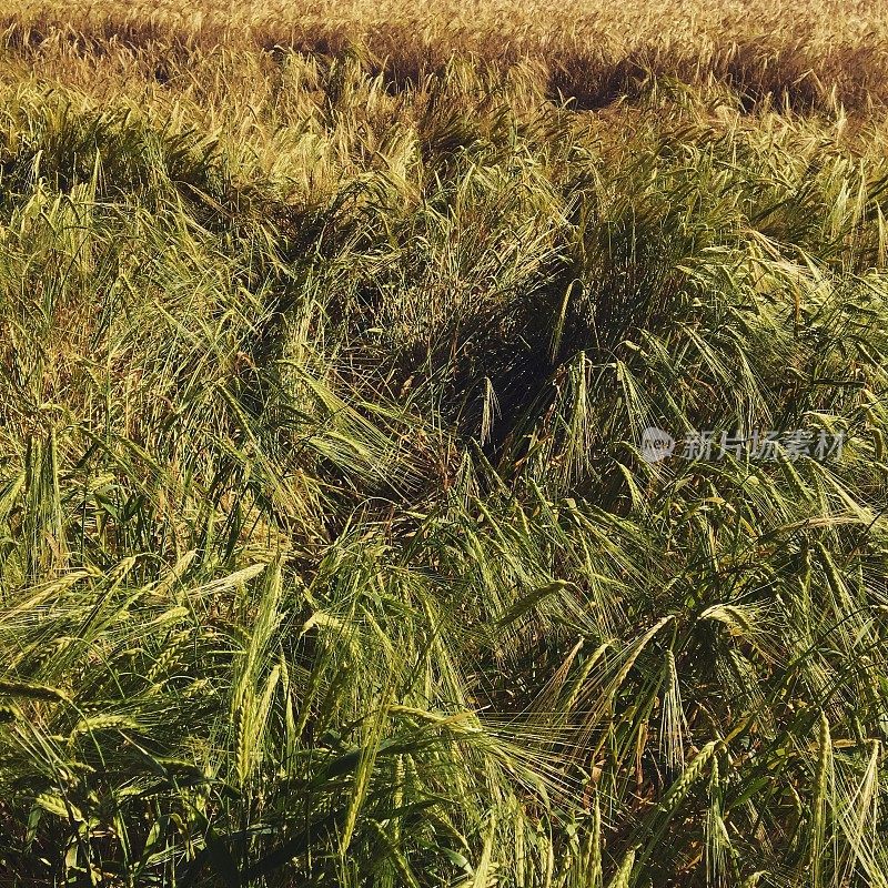 玉米田在丹麦