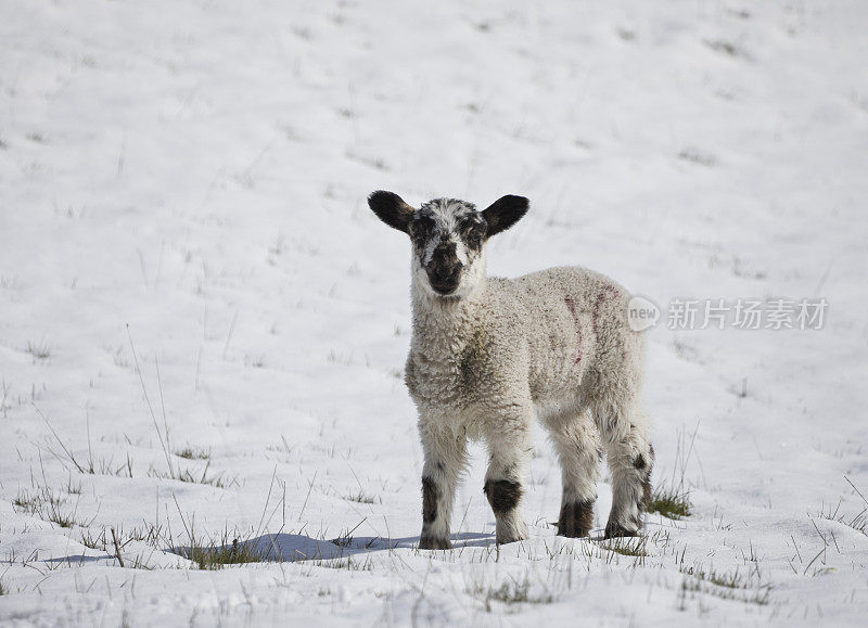 在约克郡北部，春天被雪覆盖的草地上的小羊