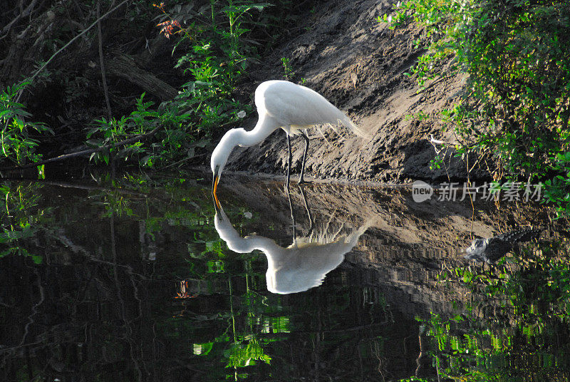 鸟-佛罗里达-大白鹭的特写，美丽的反射，而在池塘钓鱼与附近的短吻鳄