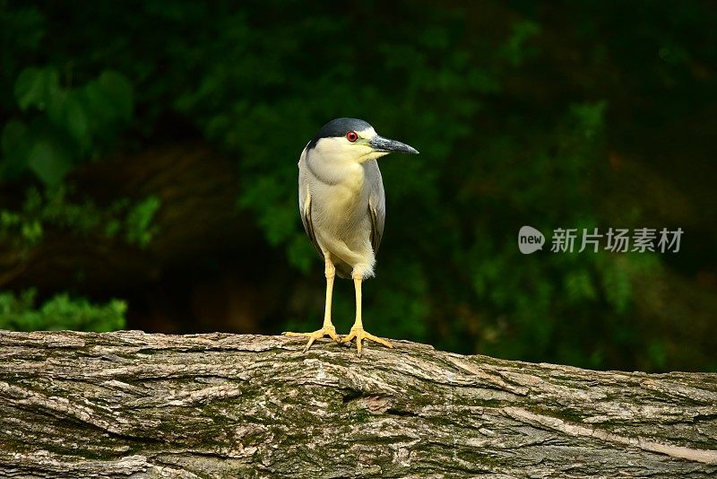 黑冠夜鹭栖息