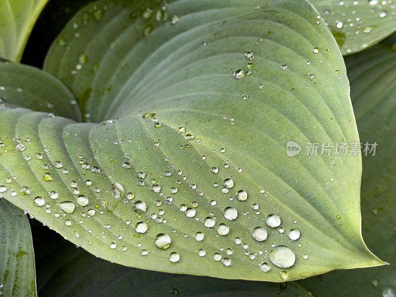 院子里的冬青树叶子和雨滴