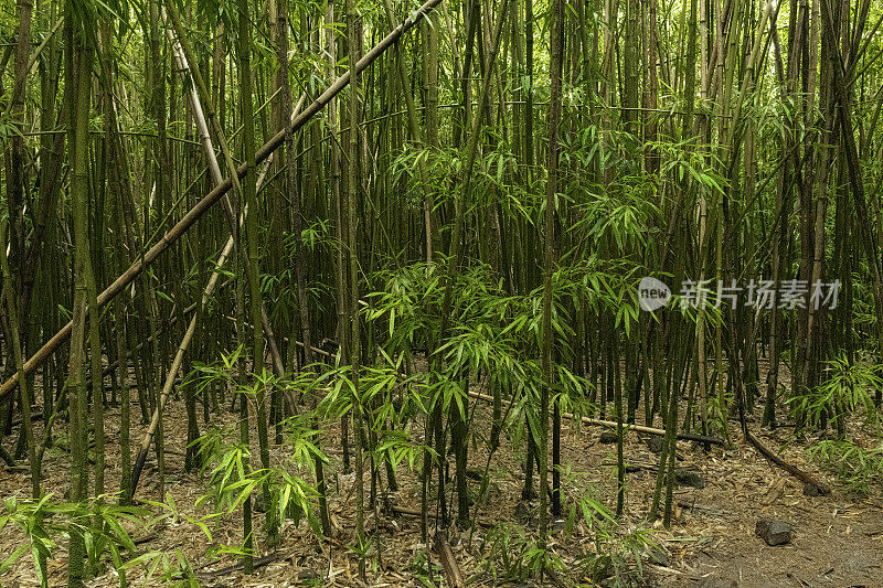 毛伊岛皮皮外小径竹林中的竹叶和竹茎的特写