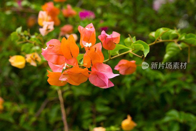 橙色和粉红色的九重葛花