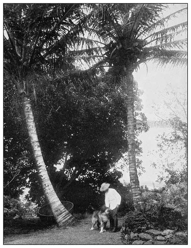 古董黑白照片:男人和狗，夏威夷