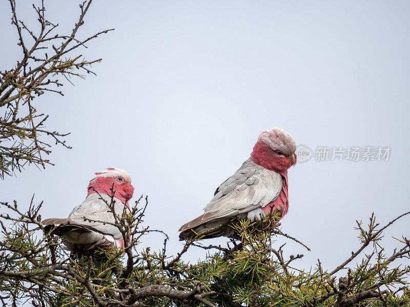 两只粉红和灰色的加拉