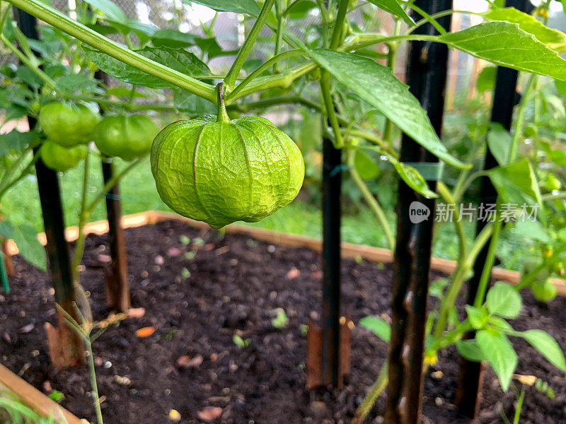 社区花园种植的番茄