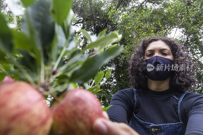 在山区带着面具在种植园里摘苹果的卷发女人