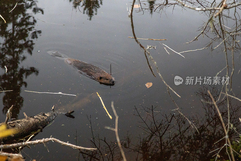 加拿大海狸，北美海狸。