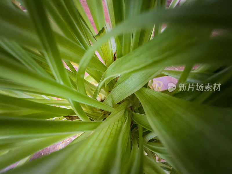 一个温室植物的微距镜头。