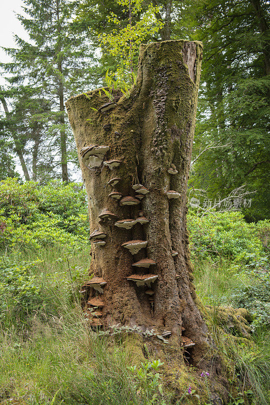 生长在森林里树桩上的蘑菇。