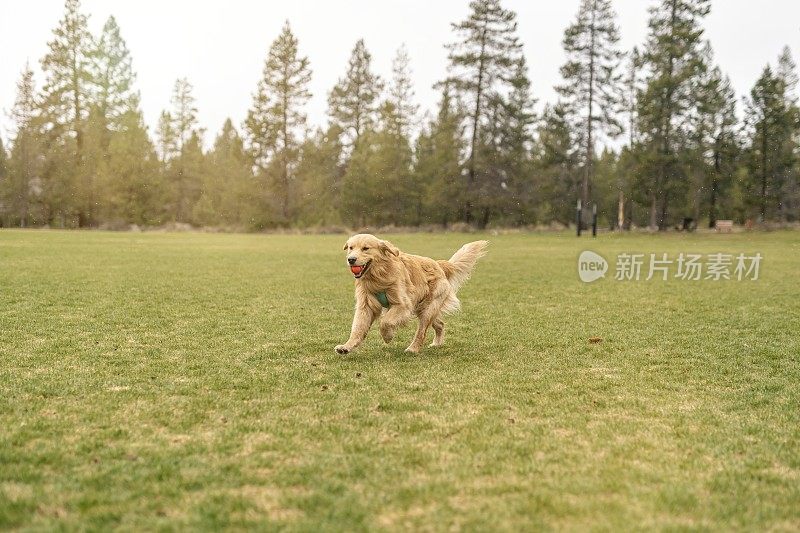 快乐的金毛寻回犬在狗公园玩fetch