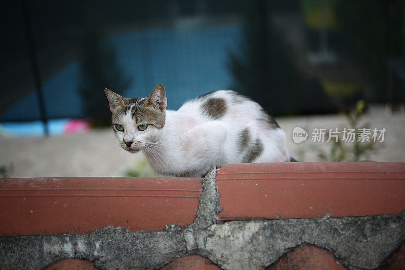 土耳其G?kova的一只和平可爱的猫咪Akyaka