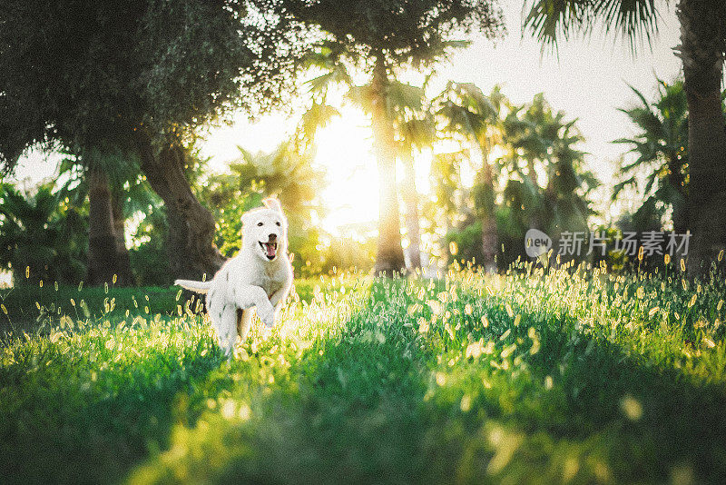 在公园里快乐奔跑的金毛寻回犬