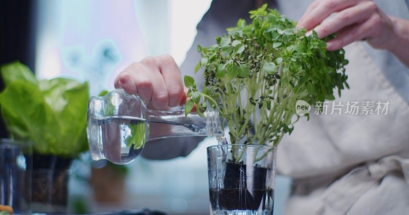 女性在家庭厨房里照料种植的食用药草