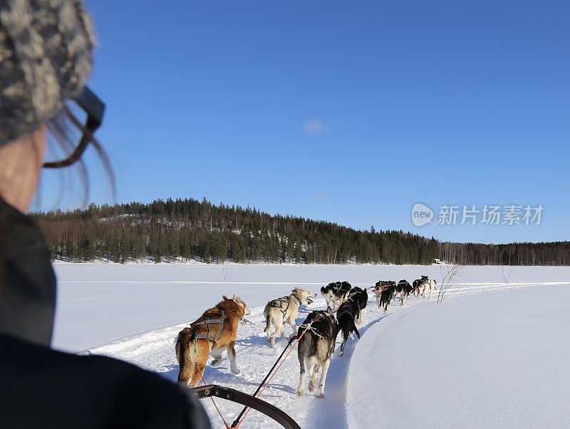 阿拉斯加哈士奇雪橇