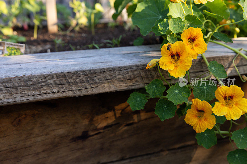 蜜蜂围着一朵黄色的花嗡嗡叫