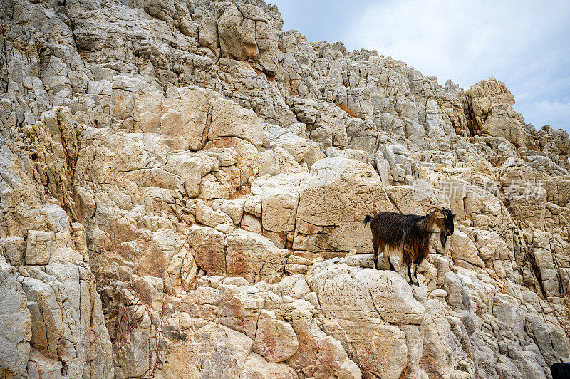 野山羊爬在岩壁上