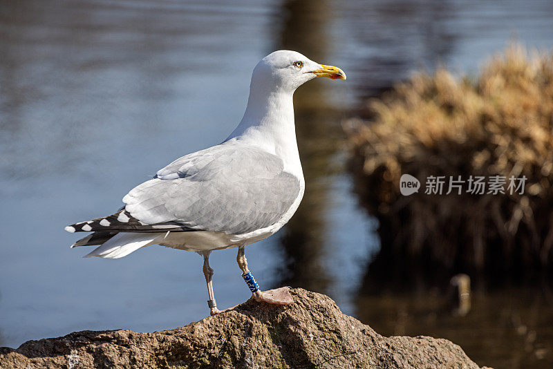 在早春阳光明媚的一天，欧洲的鲱鱼鸥