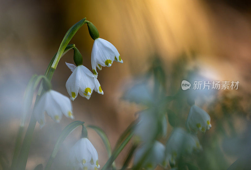 春天的雪花