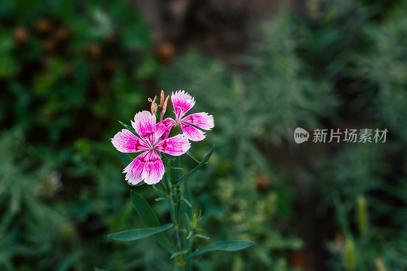 春天花园的花。自然公园景观。绿叶植物背景。