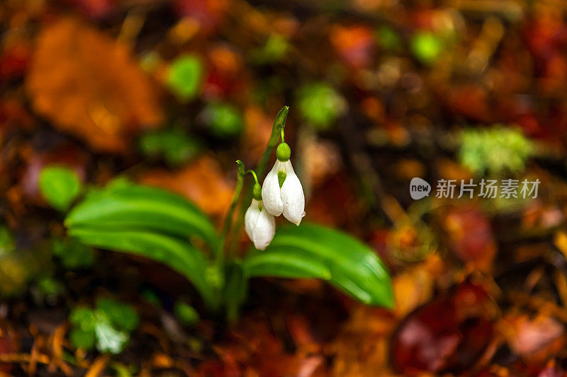 雪花莲在森林