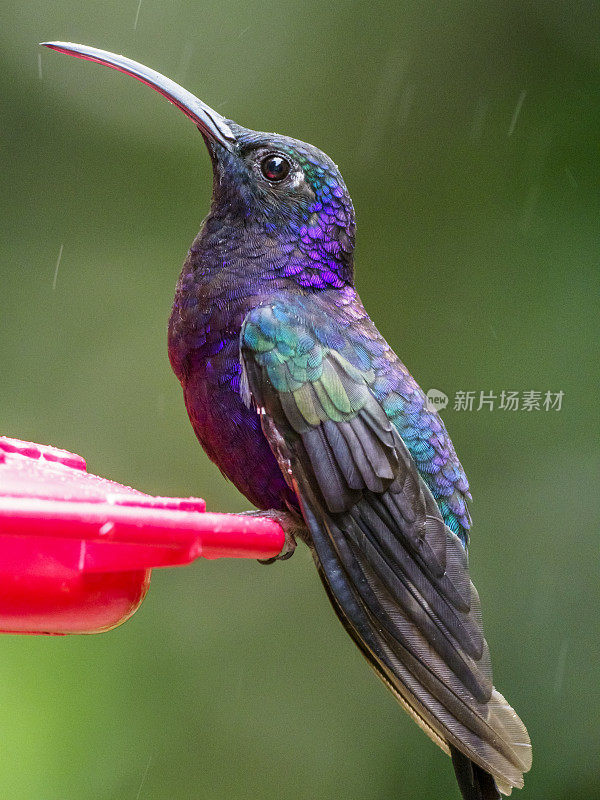 雨中蒙特维达云森林，一只紫色剑翼鸟在喂鸟口