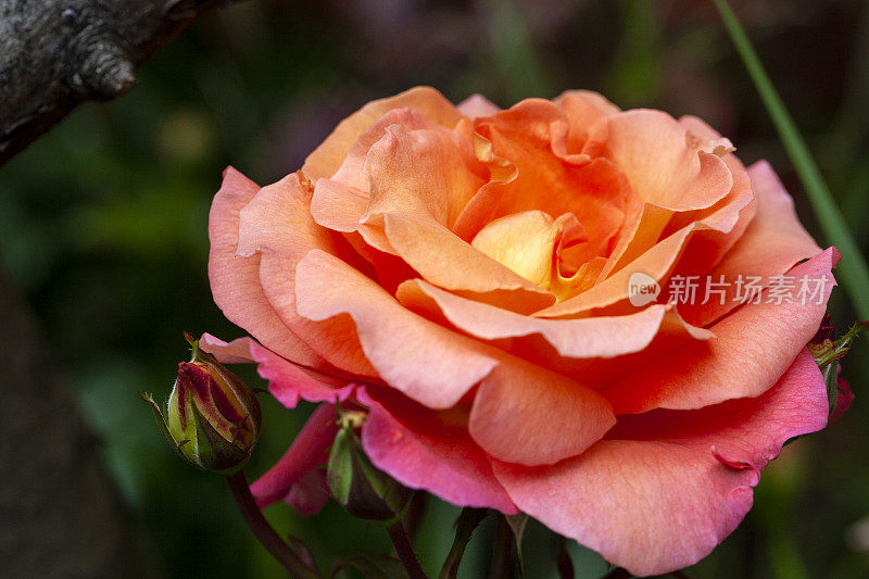 粉红色的玫瑰在花园里盛开
