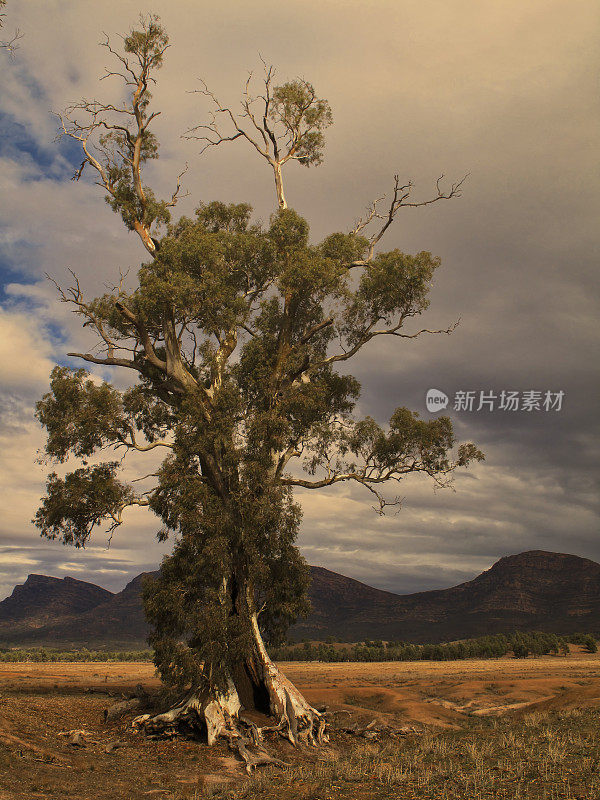 卡兹诺树，一种河红桉树，弗林德斯山脉，南澳大利亚。