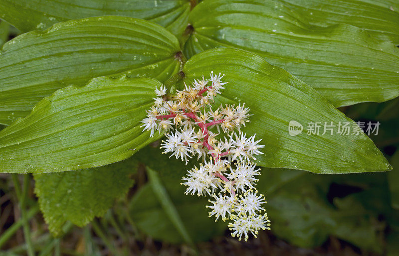 山谷的假百合，洋麦菊，门多西诺县植物园。Asparagaceae