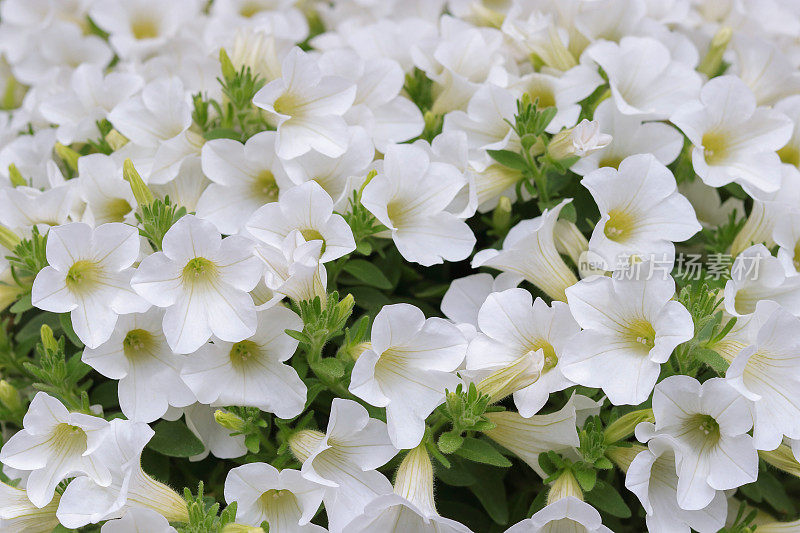 许多花白色矮牵牛花与绿色的叶子。背景白色矮牵牛花。矮牵牛矮牵牛。花的背景白色盛开的花