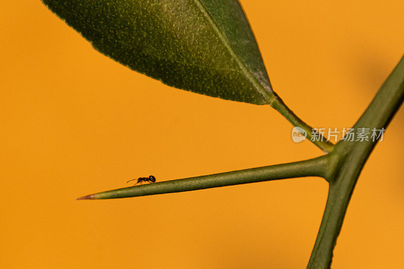 荆棘叶上的蚂蚁爬行