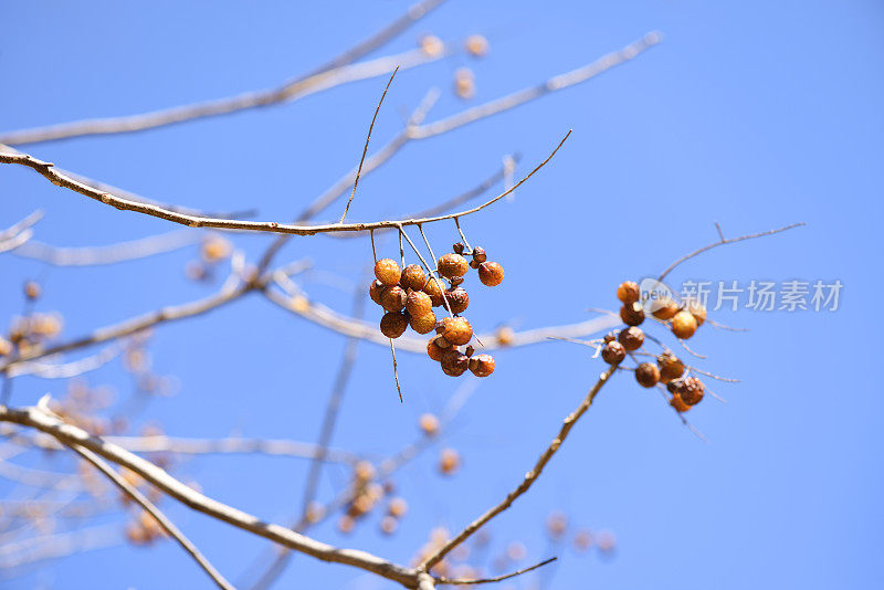 晴朗的天空下，成熟的肉豆蔻果实长在树上
