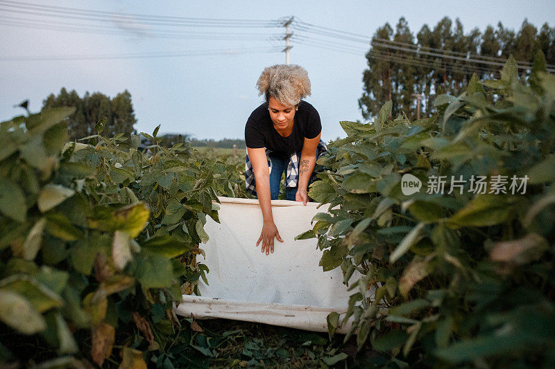 一头卷发的女人在农田里搜寻昆虫