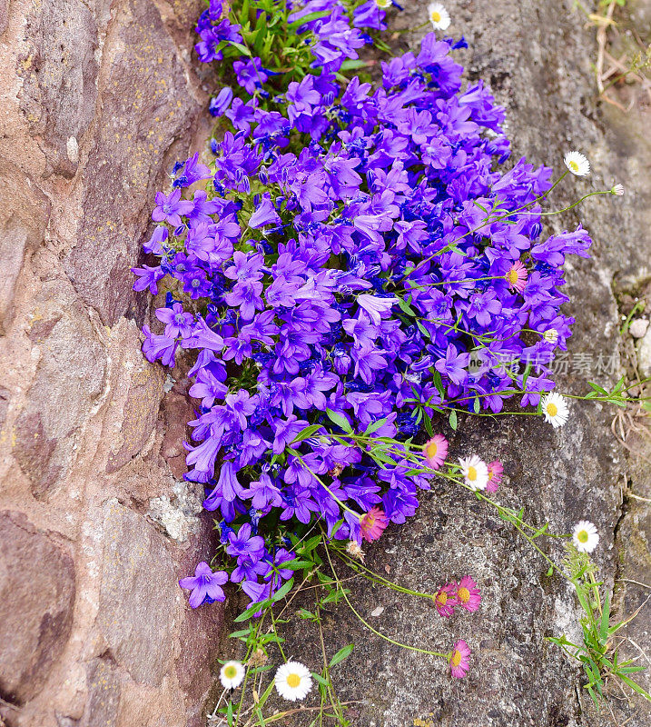 挂着花