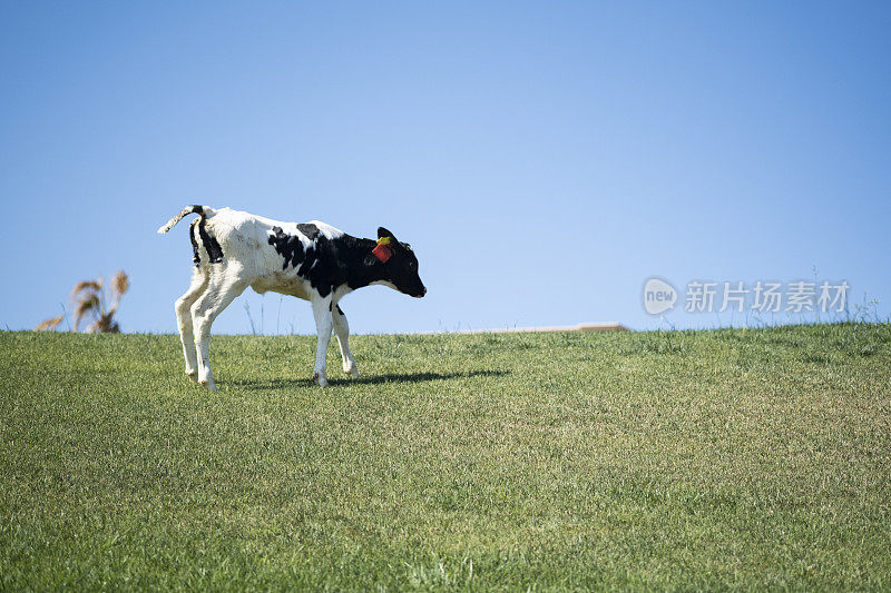 小牛在草地上奔跑，荷斯坦奶牛