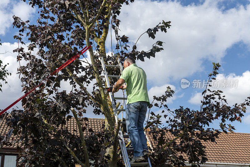 一位老人爬上梯子，正在修剪一棵无花果树的树枝