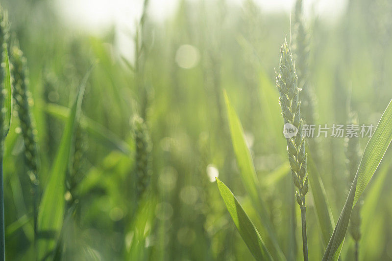 冬小麦农民的农田有温暖的透镜光斑